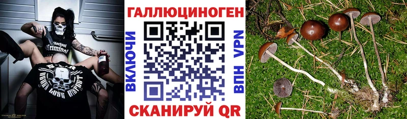дарнет шоп Остров Псилоцибиновые грибы Psilocybe